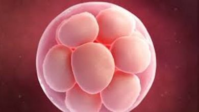 أعراض الحمل في الأسبوع الأول للبكر أعراض-الحمل-في-الأسبوع-الأول