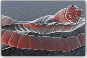 أعراض الدودة الشريطية أعراض الدودة الشريطية