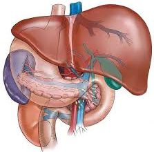 هل مرض ويلسون مميت؟ هل مرض ويلسون مميت