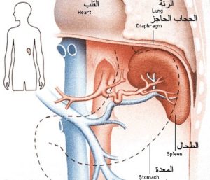 دوالي الخصية عند الرجال الأسباب والعلاج ثقف نفسك