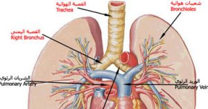 أعراض حساسية الصدر