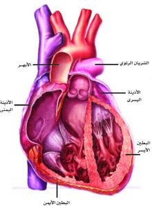 أعراض أمراض القلب الوعائية أعراض-أمراض-القلب-الوعائية