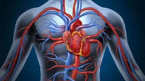 أعراض أمراض القلب الوعائية أعراض-أمراض-القلب-الوعائية