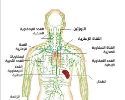 أعراض سرطان الغدد الليمفاوية وطرق الوقاية منه أعراض-سرطان-الغدد-الليمفاوية