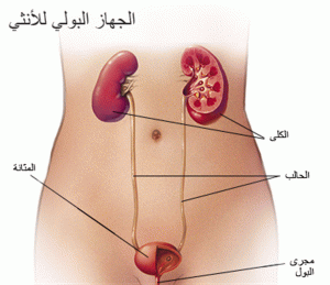 أهم أمراض الجهاز البولي للذكر والأنثى أهم-أمراض-الجهاز-البولي
