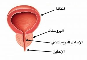 علاج تضخم البروستاتا علاج تضخم البروستاتا
