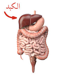 ما-هو-علاج-تليف-الكبد