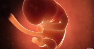 مراحل-نمو-الجنين