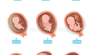 مراحل نمو الجنين 3 أطوار داخل الرحم مراحل نمو الجنين 3 أطوار داخل الرحم