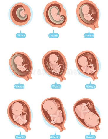 مراحل نمو الجنين 3 أطوار داخل الرحم
