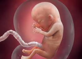 مراحل-نمو-الجنين