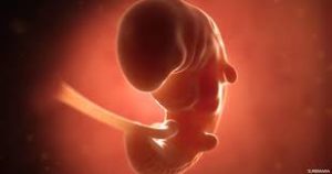 مراحل-نمو-الجنين