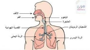 مكونات الجهاز التنفسي