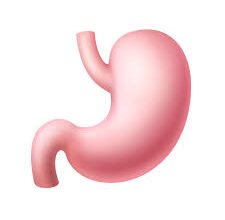 تدبيس المعدة طبيعياً هل يمكن تصغير المعدة